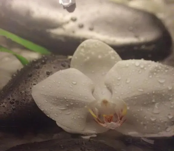 Saint George Family 3*